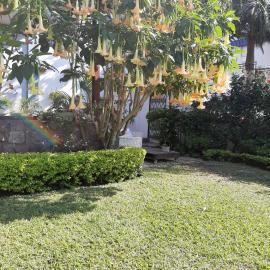 FIGTREE GUESTHOUSE，位于马普托的酒店