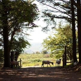 Wheal Tor Hotel & Glamping，位于利斯卡德的酒店