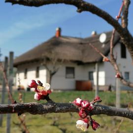 Angelic Cottage and BikePoint (A Birtok - Vendégház és Biciklis bázispont)，位于Sukoró的酒店