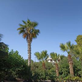 palm-tree，位于阿尔库季岛的酒店