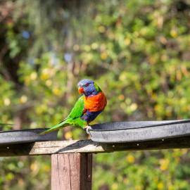 Lorikeet Holiday Park，位于阿瑞瓦瑞的酒店