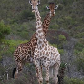 Garden Route Safari Camp，位于莫塞尔湾的酒店