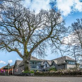 Oak Tree Inn，位于巴尔马哈的酒店