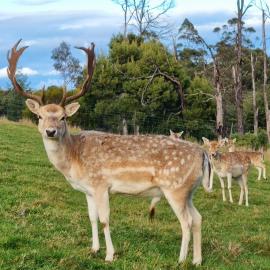Wally's Edge 20acre Farm Stay，位于Rawson的酒店
