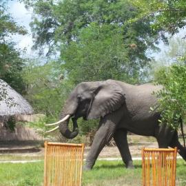 Africa Safari Selous Camping，位于Kwangwazi的酒店