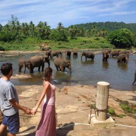Peacock Village Pinnawala - Offer Alert! Elephant Welfare Program，位于平纳瓦拉的酒店