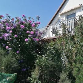 Pension Haus Anneliese，位于于克里茨的酒店