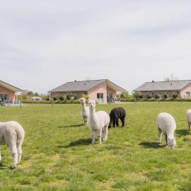 Büdlfarm - Der Familien-Erlebnishof in Strandnähe，位于费马恩的酒店