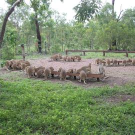 Nina's Ark Wildlife Sanctuary Package，位于Batchelor的酒店