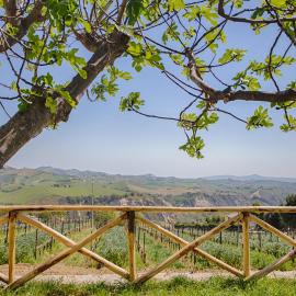 La Terrazza sul Vigneto，位于奥菲达的酒店