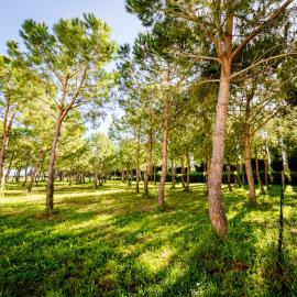 Agriturismo Bio San Mamiliano，位于格罗塞托的酒店