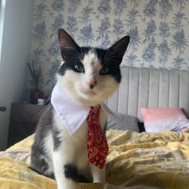 wake up with 2 cats on your face，位于都柏林的酒店