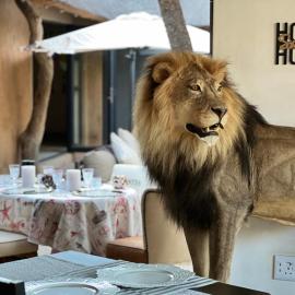 Simba Safaris African Pride Exotic Lodge，位于Lephalale的酒店