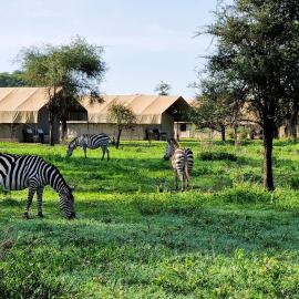 Africa Safari Ngorongoro Ndutu Camping，位于Sinoni的酒店