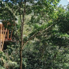 Casa Borojó, Refugio Natural Jacaranda，位于科科尔纳的酒店
