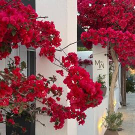 Mellow Paros，位于帕罗奇亚的酒店
