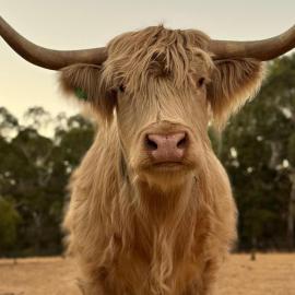 Adelaide Hills Farm Stay，位于Cudlee Creek的酒店