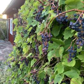 Stuga på gård i Böda socken，位于勒托普的酒店