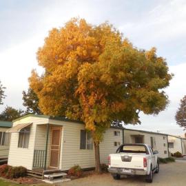 Wodonga Caravan & Cabin Park，位于沃东加的酒店