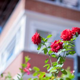 B&B Il Pettirosso，位于Malonno的酒店