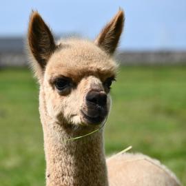 Alpaca World Friesland