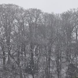 Die kurPark Eule