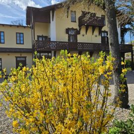 Villa Musik - apartments in historical Villa , Baden，位于巴登的酒店