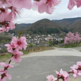 Burgblick Rech - Ahrtal，位于雷希的酒店