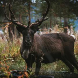 Reindeer Lodge，位于尤卡斯耶尔维的酒店