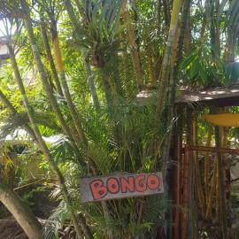Bongosurfcamp，位于莫姆皮切的酒店