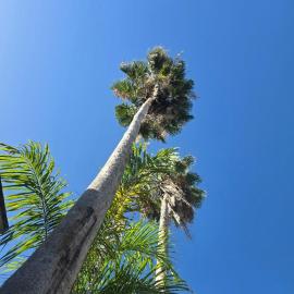 Sea Shell Palms, Ocho Rios，位于欧丘里欧的酒店