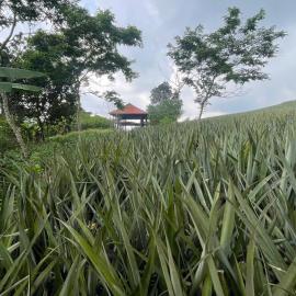 Nhà Đồi 1981，位于Lập Liên的酒店