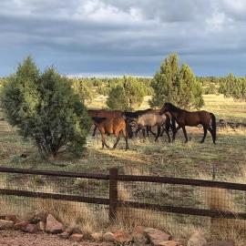 Cabin with Wild Horses, Fireplace, Dog Friendly & StarLink，位于Overgaard的酒店
