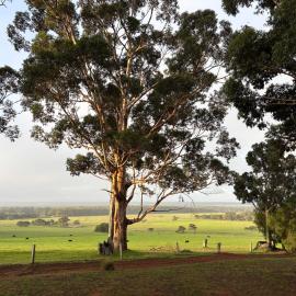 Augusta Sheoak Chalets，位于奥古斯塔的酒店