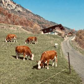 Chalet Luna - Authentic Swiss Chalet by Lake Brienz，位于Niederried的酒店