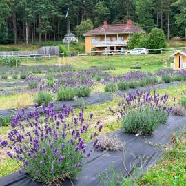 Villa Stockholm Lavendel，位于Bro的酒店