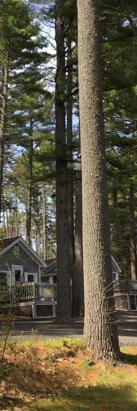 Pine Grove Cottages，位于林肯维尔的酒店
