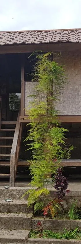 Radiya Guesthouse，位于塞姆博伦拉旺的酒店