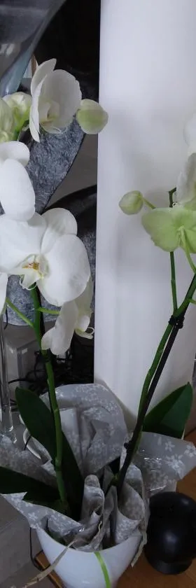 L'Orchidée，位于Lassay的酒店