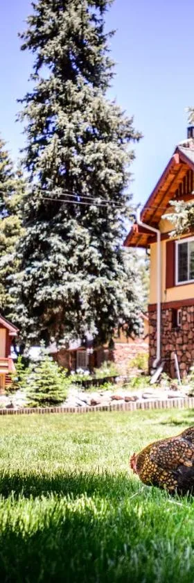 Alpen Way Chalet Mountain Lodge，位于埃弗格林的酒店