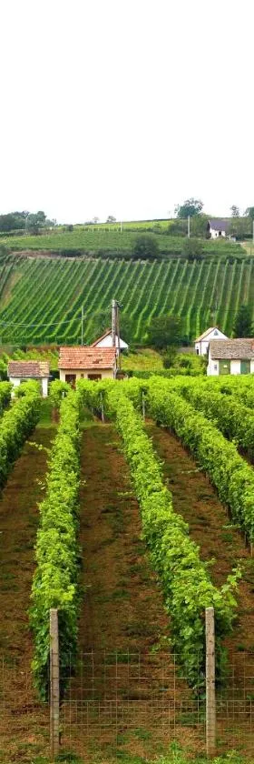 Vojtek Pince Vendégház，位于维拉尼的酒店