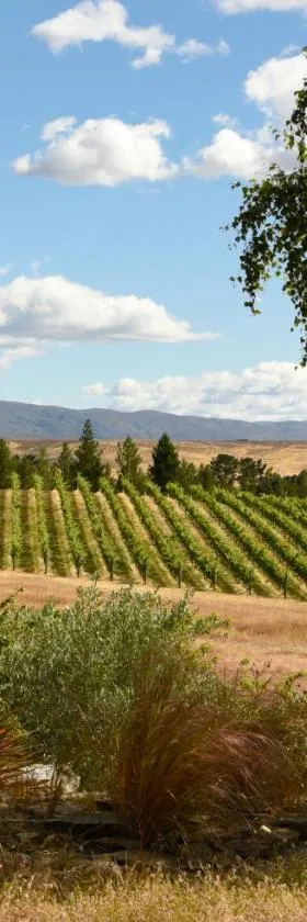 Grey Ridge Vineyard Experience，位于亚历山德拉的酒店