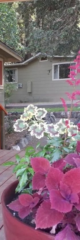 China Creek Cottages，位于Willow Creek的酒店