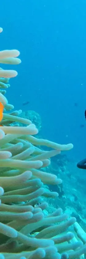 East Lombok Dive Hotel - 3 private rooms on the beach，位于Labuhan Pandan的酒店