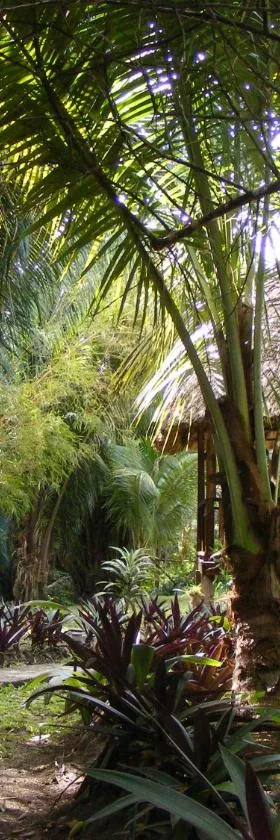 Cohune Palms River Cabanas，位于Bullet Tree Falls的酒店