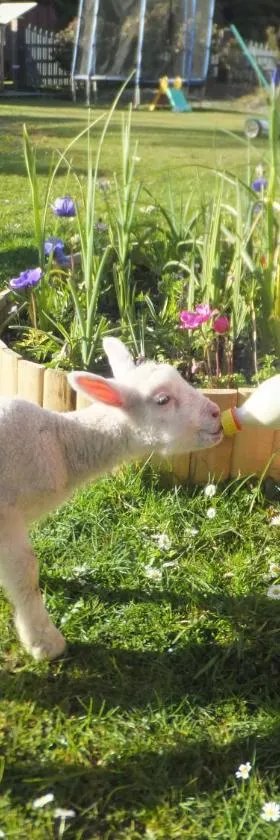 Little Paradise & Petting Farm，位于格雷默斯的酒店
