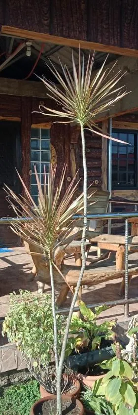 Vievan's transient house，位于阿拉米诺斯的酒店