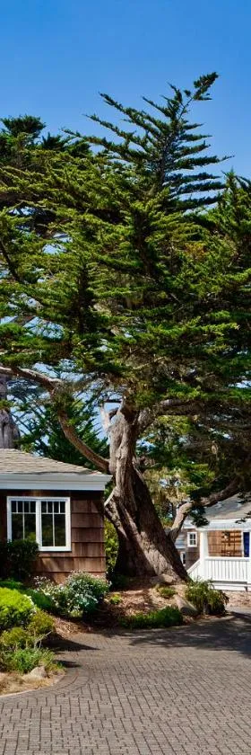 灯塔小屋旅舍，位于太平洋丛林的酒店