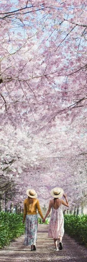 English Cherry Tree Manor，位于Tamahere的酒店
