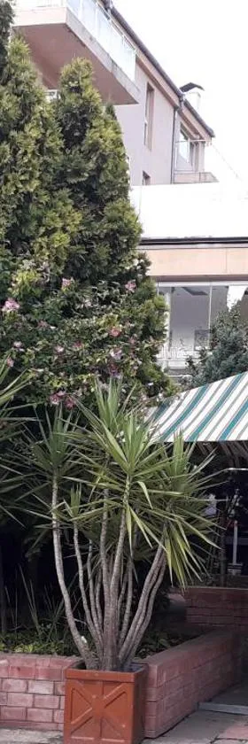 Heat Complex Family Hotel，位于佩什泰拉的酒店